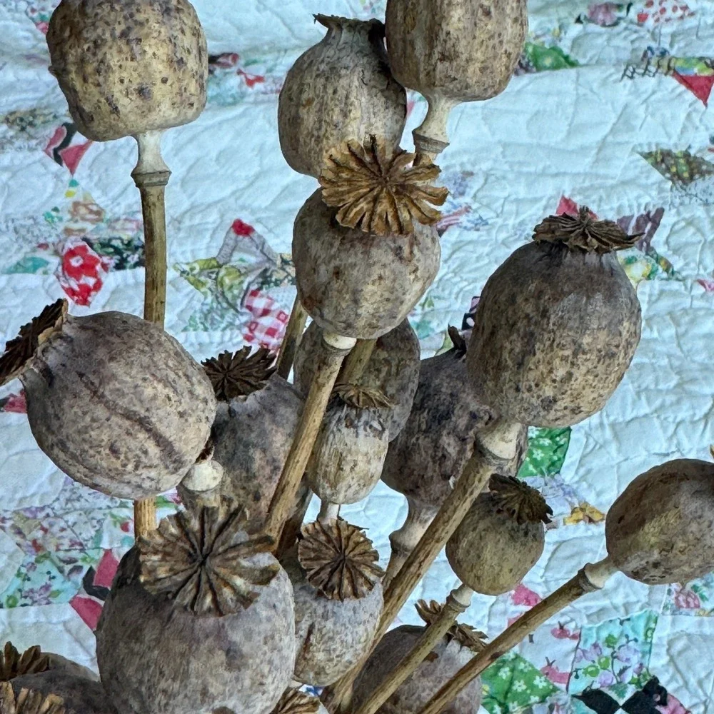 Rustic Dried Poppy Pod Arrangement in Galvanized Metal Milk Jug Farmhouse Decor